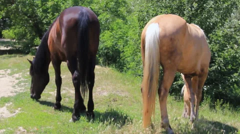 Two horses in pasture Stock Footage 33250100