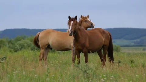 Two horses on pasture Stockbeeldmateriaal 77597787