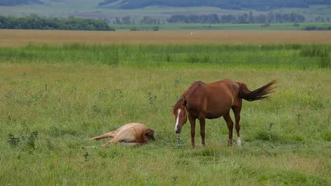 Two horses on pasture Stock Footage 77597976