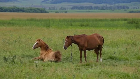 Two horses on pasture Stock Footage 78991432
