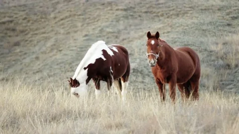 Two horses in the pasture Stock Footage 79409818