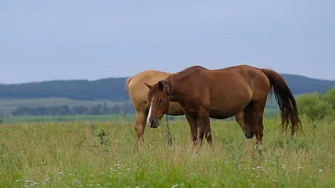 Two horses on pasture Stock Footage 80074917
