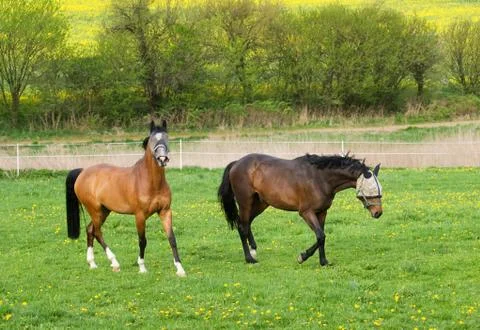 Two horses on pasture Stock Photos