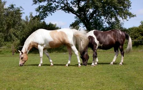 Two horses on pasture Fotos de archivo