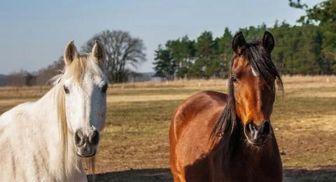 Two horses on pasture, pose for a photo. Stock Photos