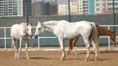 Two horses in the pen Stock Footage 85635656
