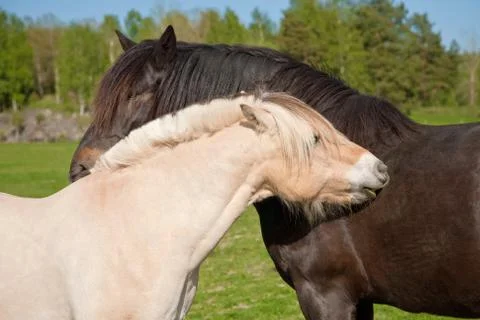 Two horses Stock Photos