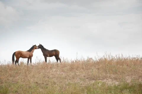 Two horses Stock Photos