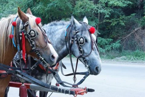 Two horses. Stock Photos