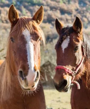 Two horses 스톡 사진