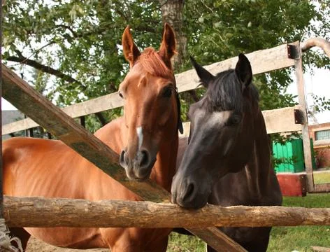 Two horses Foto stock