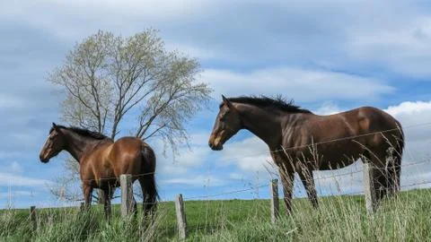 Two horses Fotos de archivo