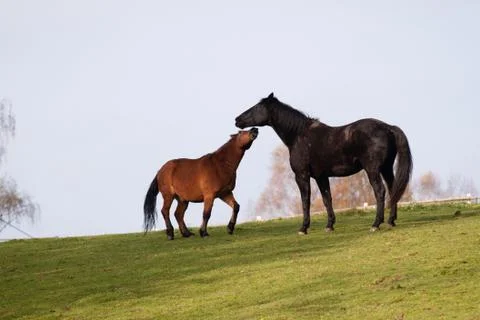 Two horses Stock Photos