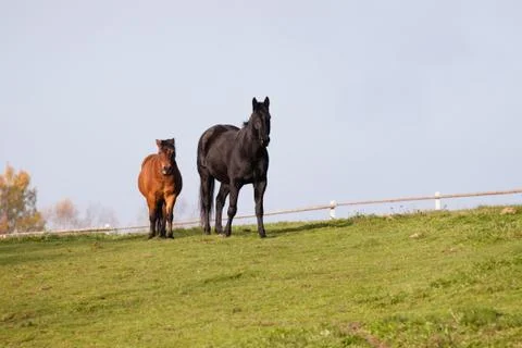 Two horses Stock Photos