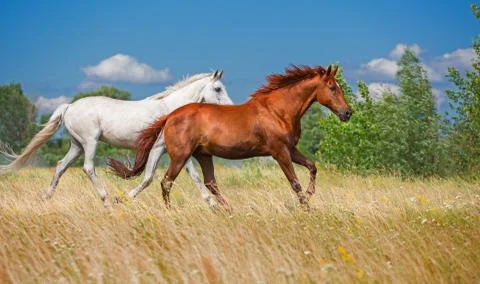 Two horses Stock Photos