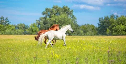 Two horses Stock Photos