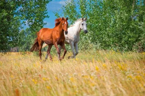 Two horses Stock Photos