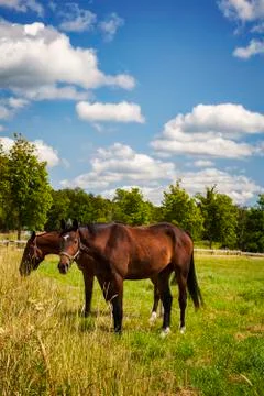 Two horses 스톡 사진