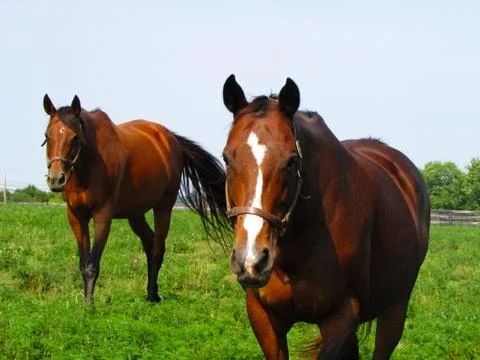 Two Horses Stock Photos