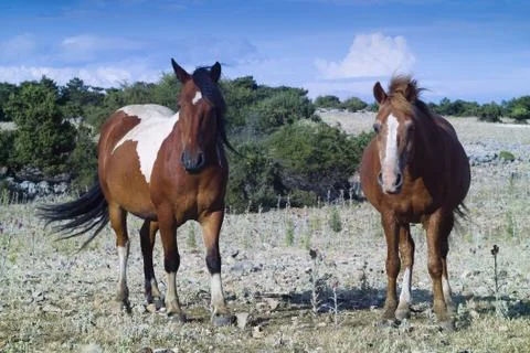 Two Horses Stock Photos