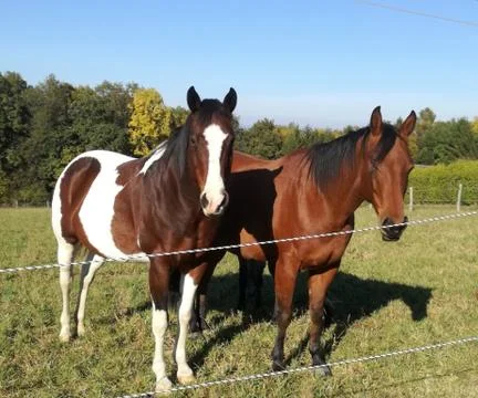 Two  HORSES Stock Photos