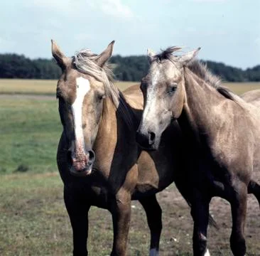 Two horses Stock Photos
