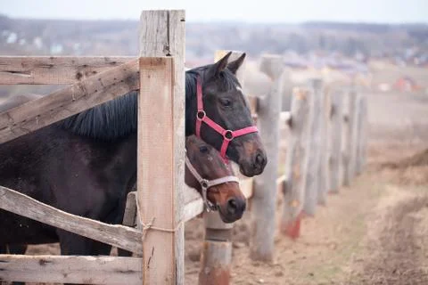 Two horses Stock Photos
