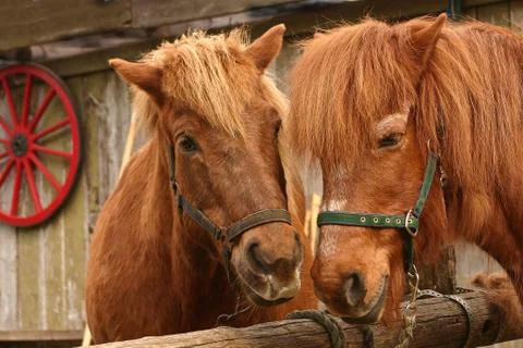 Two horses Stock Photos