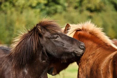 Two horses Stock Photos