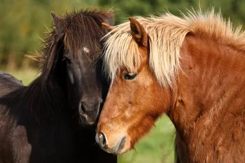 Two horses Stock Photos