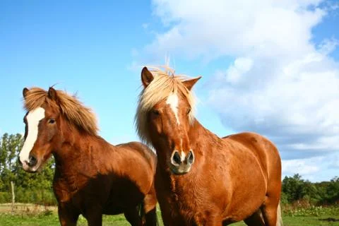 Two horses Stock Photos