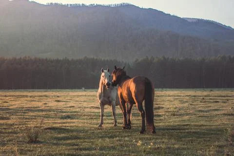 Two horses Stock Photos