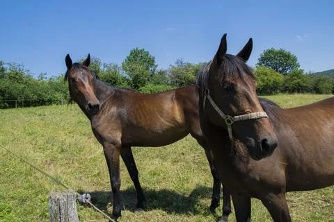 Two horses. Foto stock