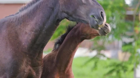 Two horses play with each other. One horse bites another. Video stock 270065430