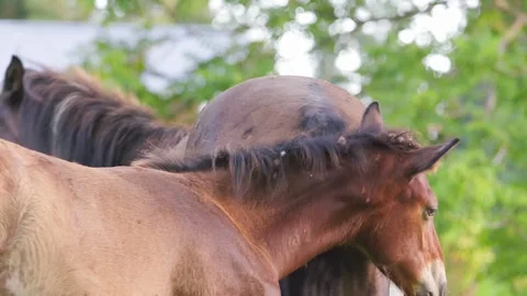 Two horses play with each other. One horse bites another. Stock-Footage 270065955