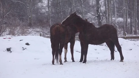 Two Horses Preening Each Other Heavy Snow Stock Footage 71150972