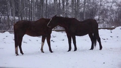 Two Horses Preening Each Other Stock Footage 71151295