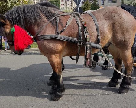 Two horses pulling a cart in Romania 库存照片