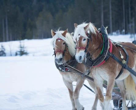 Two horses pulling sledge in winter Stock Photos
