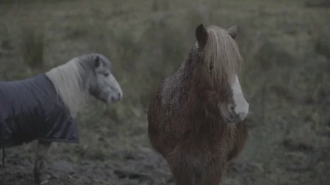 Two Horses in Rain Stock Footage