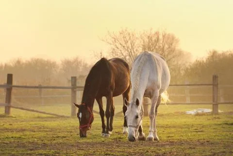 Two horses on ranch Stock Photos