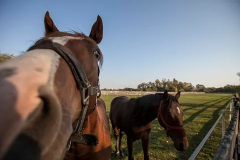 Two horses on the ranch Stock Photos