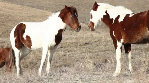 Two Horses on the red hills Stock Footage 98481618