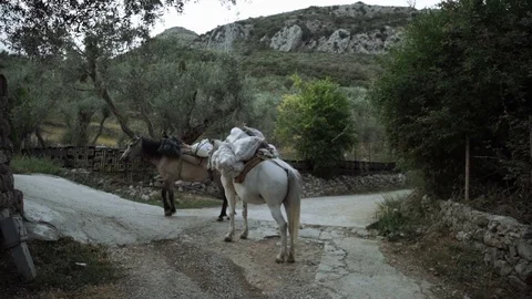 Two horses rest after a cargo trip Poor life of people living in the mountains Stock Footage 80010314