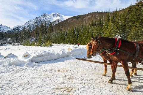 Two horses rest after transporting tourists in sleigh carriages to Morskie Ok Foto stock