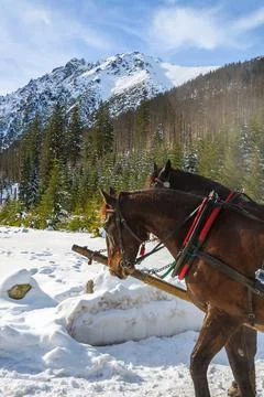 Two horses rest after transporting tourists in sleigh carriages to Morskie Ok Stock Photos