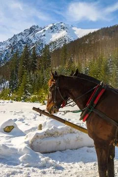 Two horses rest after transporting tourists in sleigh carriages to Morskie Ok Stock Photos