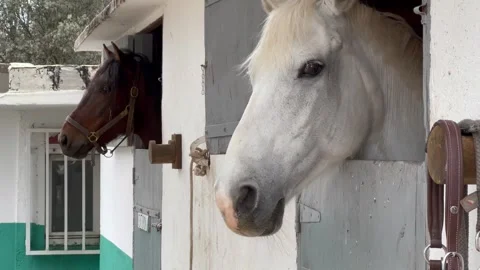 Two horses resting in their stable Video stock 311661918