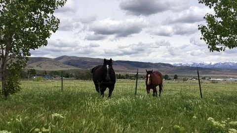 Two horses roam in an open pasture HD Stock-Footage 80235811