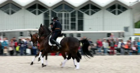 Two horses run synchronously Stock Footage 66794399